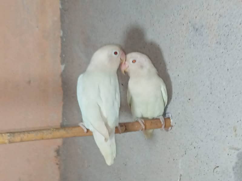 Albino red I breader pair 3