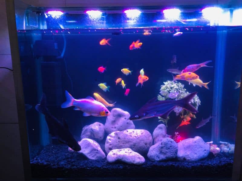 aquarium with fish 0