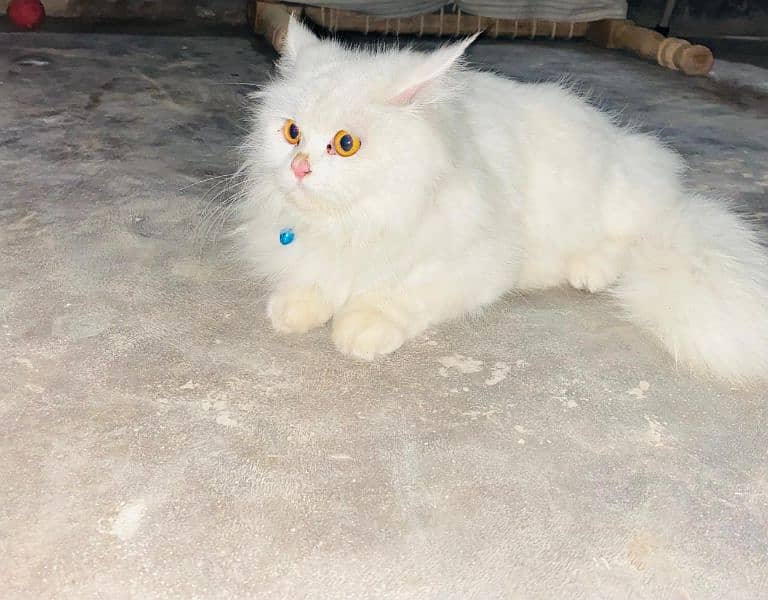 Persian cat 0