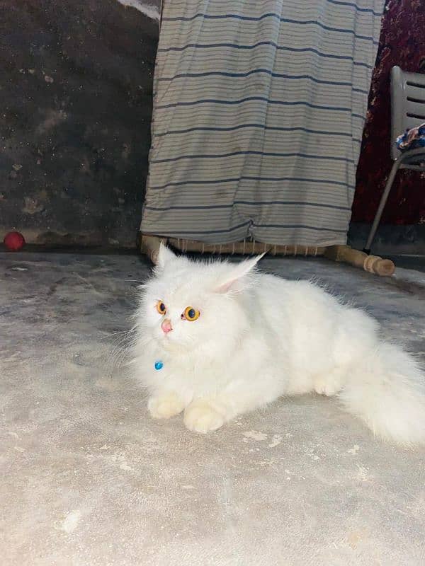 Persian cat 1