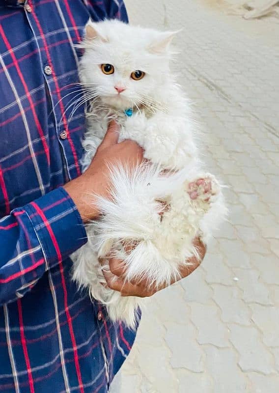 Persian cat 2