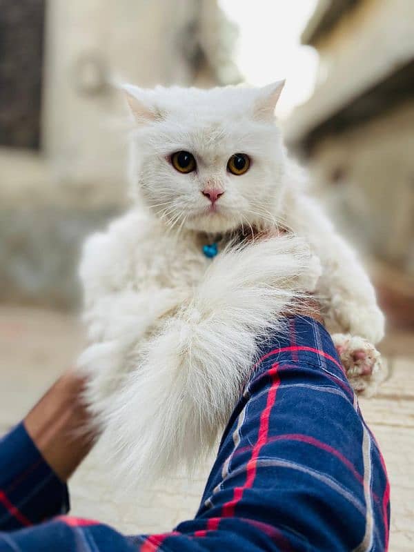 Persian cat 3