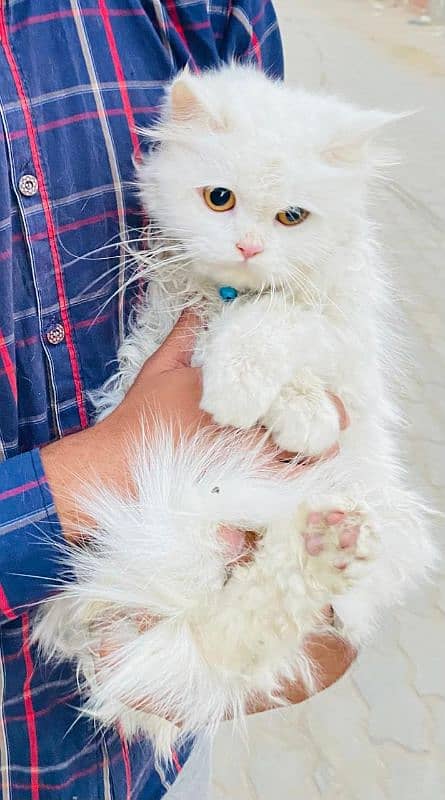 Persian cat 4