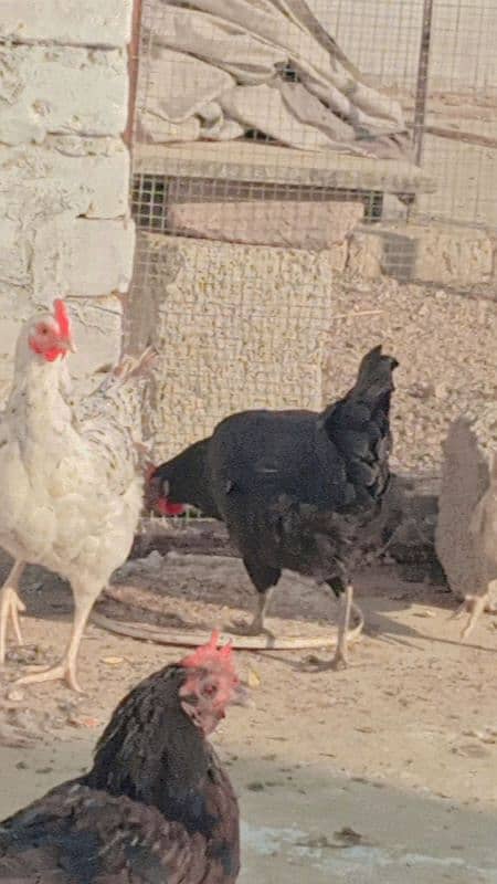 Hens for sell 1