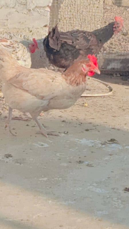 Hens for sell 2