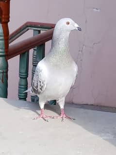 rasar pigeon