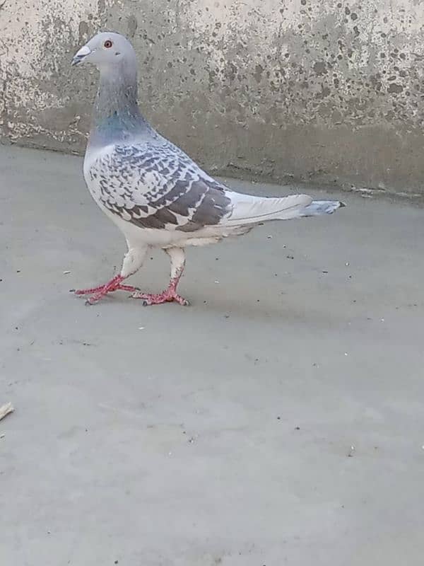 rasar pigeon 2