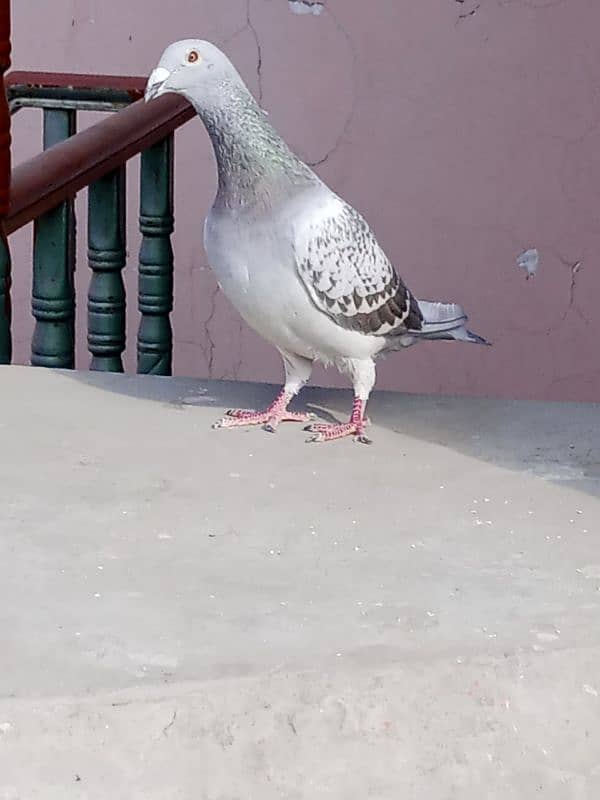 rasar pigeon 3