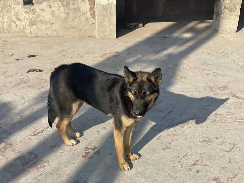 German Shepherd puppy | Long Coat puppies | Dog For Sale | GSD 0