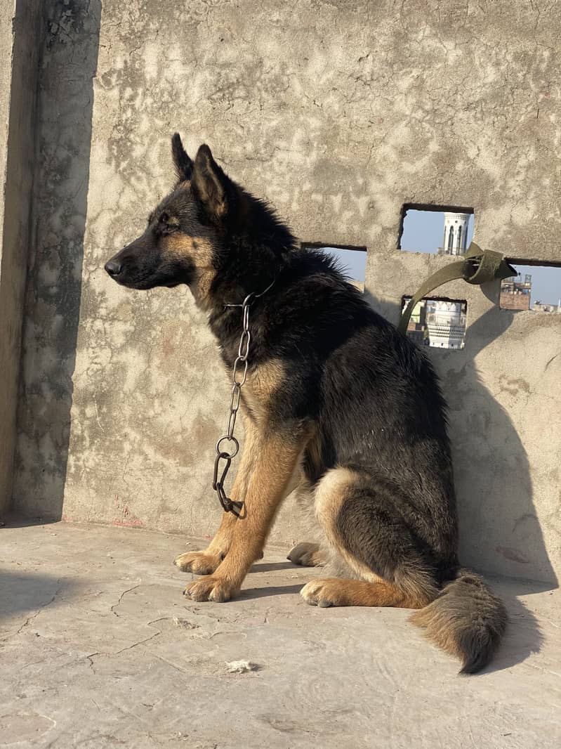 German Shepherd puppy | Long Coat puppies | Dog For Sale | GSD 1