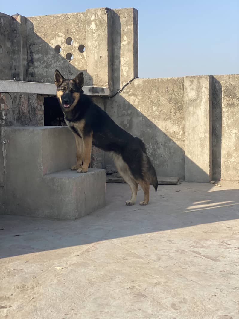 German Shepherd puppy | Long Coat puppies | Dog For Sale | GSD 3