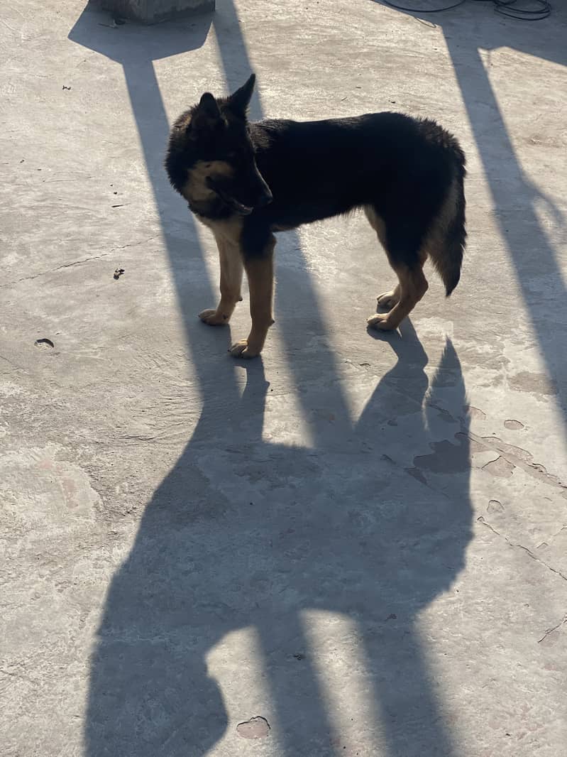 German Shepherd puppy | Long Coat puppies | Dog For Sale | GSD 4