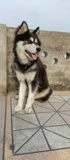 Husky dog | Siberian Husky | Husky Male | Wolly Coat | Dog For Sale