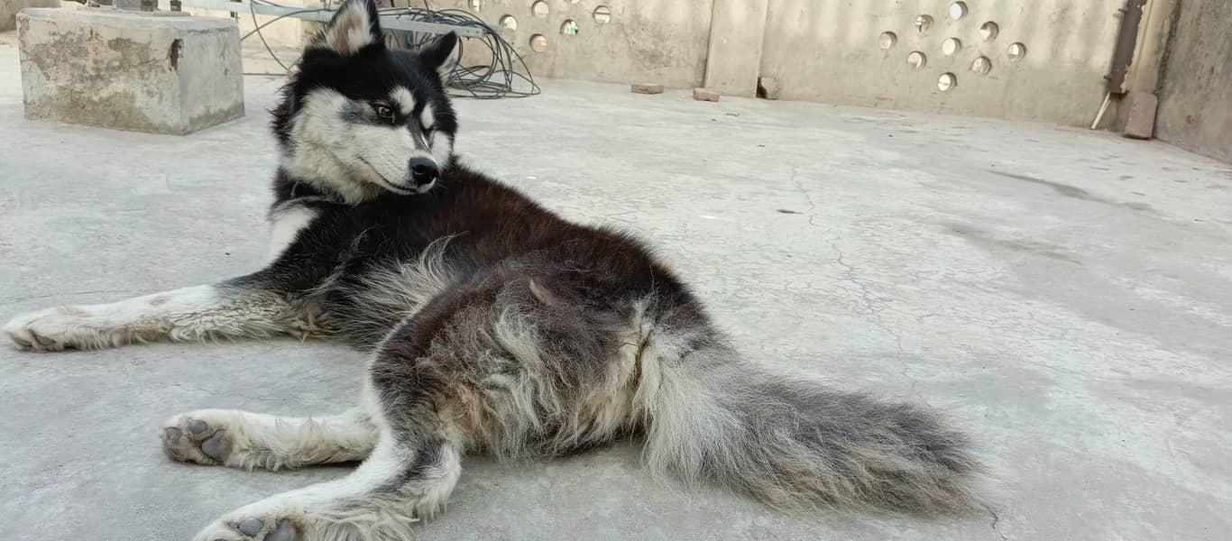 Husky dog | Siberian Husky | Husky Male | Wolly Coat | Dog For Sale 1