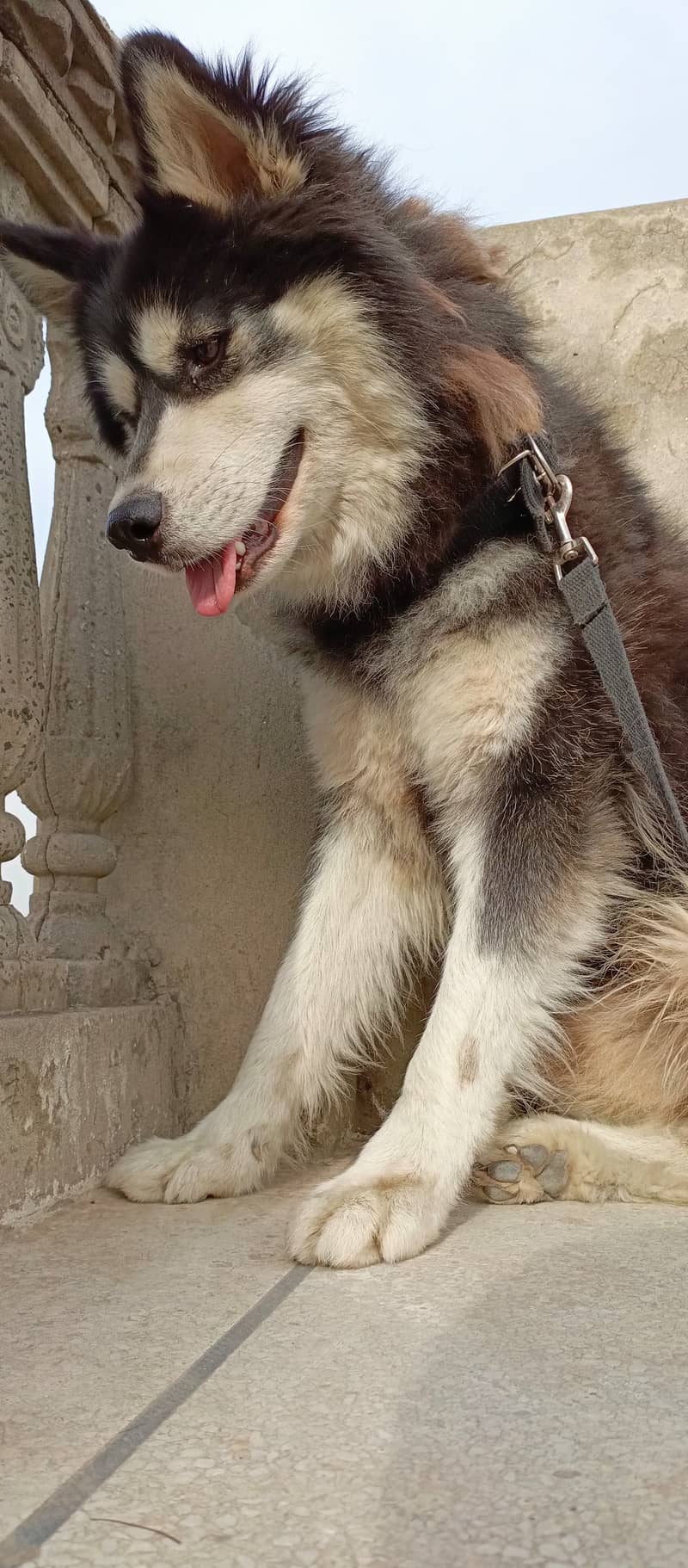 Husky dog | Siberian Husky | Husky Male | Wolly Coat | Dog For Sale 2