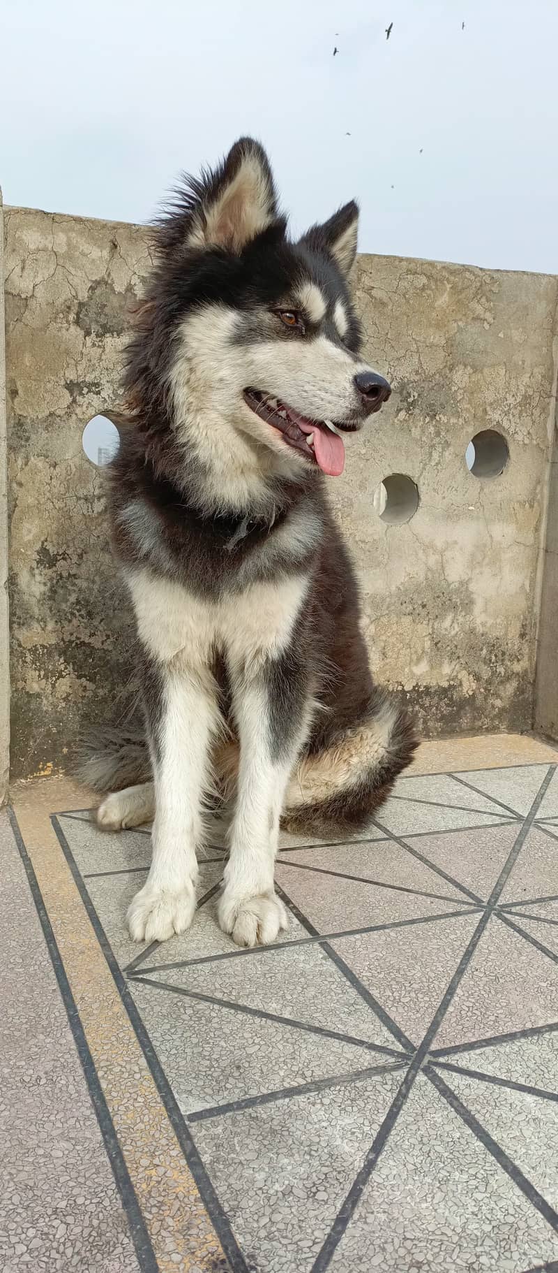 Husky dog | Siberian Husky | Husky Male | Wolly Coat | Dog For Sale 3