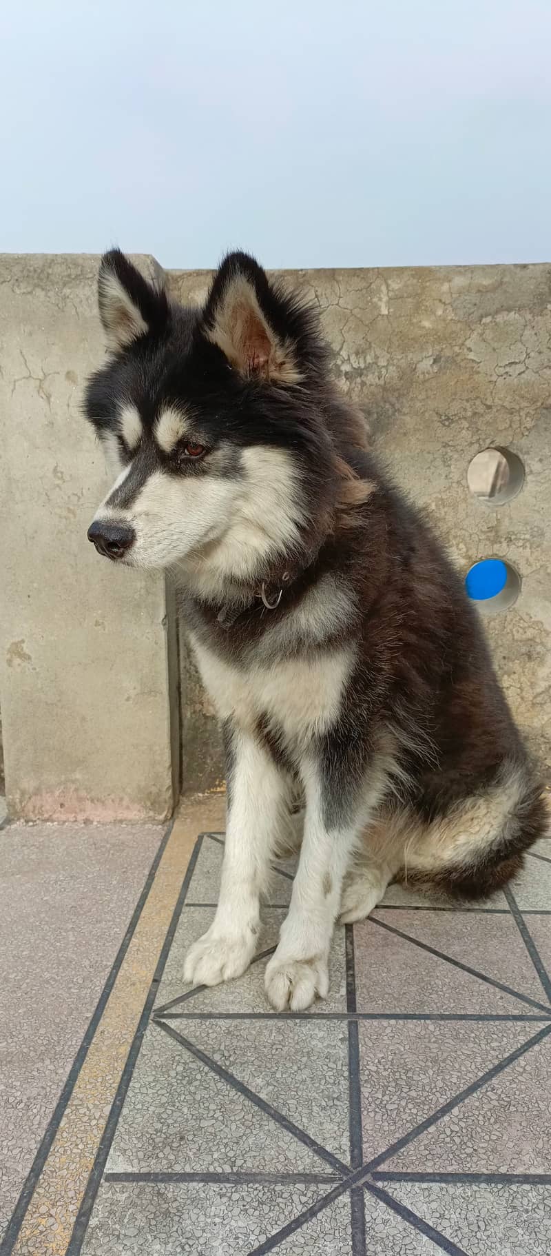 Husky dog | Siberian Husky | Husky Male | Wolly Coat | Dog For Sale 4