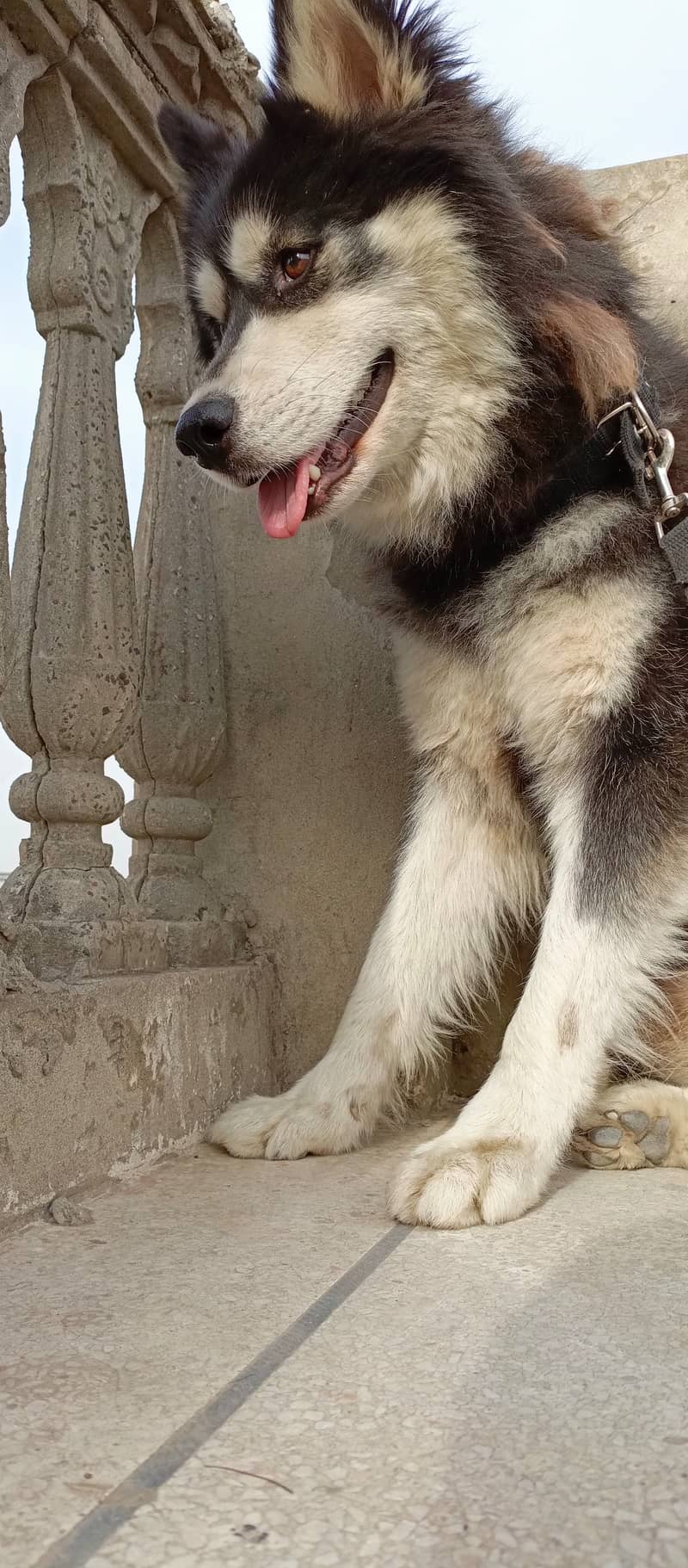 Husky dog | Siberian Husky | Husky Male | Wolly Coat | Dog For Sale 5