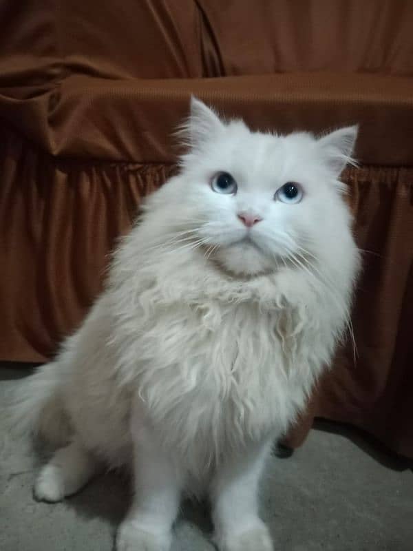 Name Saim family cat h  Blue eyes h 1