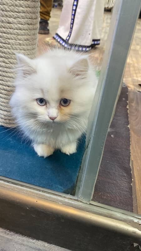 60 days old small persian kitten 1