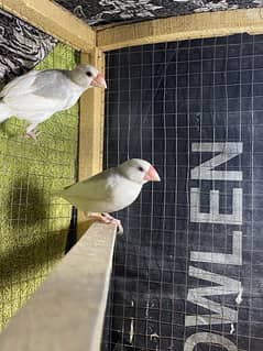 6 Java Finches For Sale