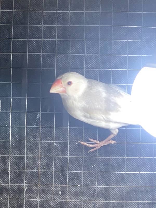 6 Java Finches For Sale 1