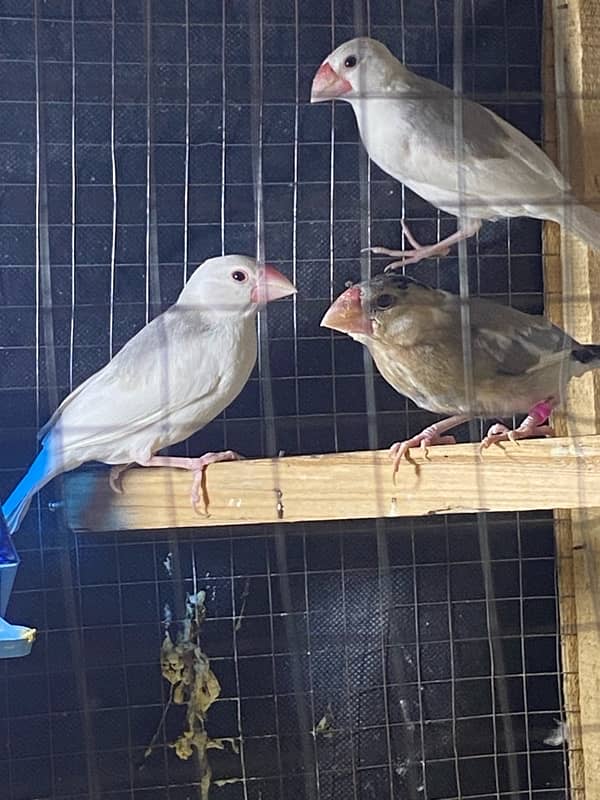 6 Java Finches For Sale 2