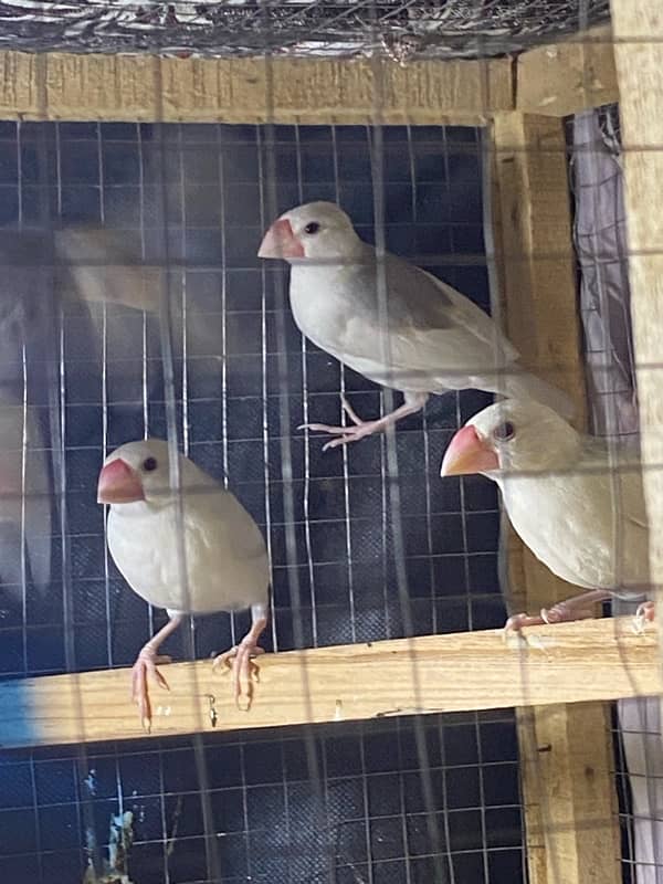 6 Java Finches For Sale 3