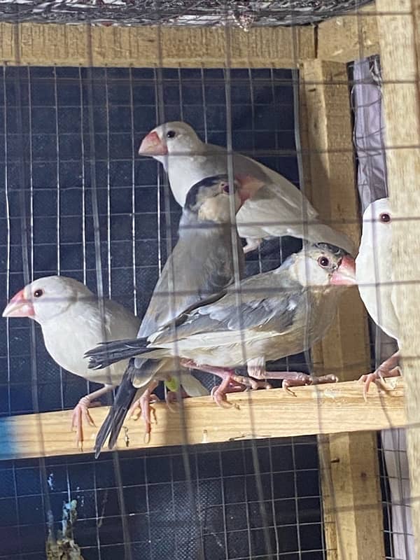 6 Java Finches For Sale 4