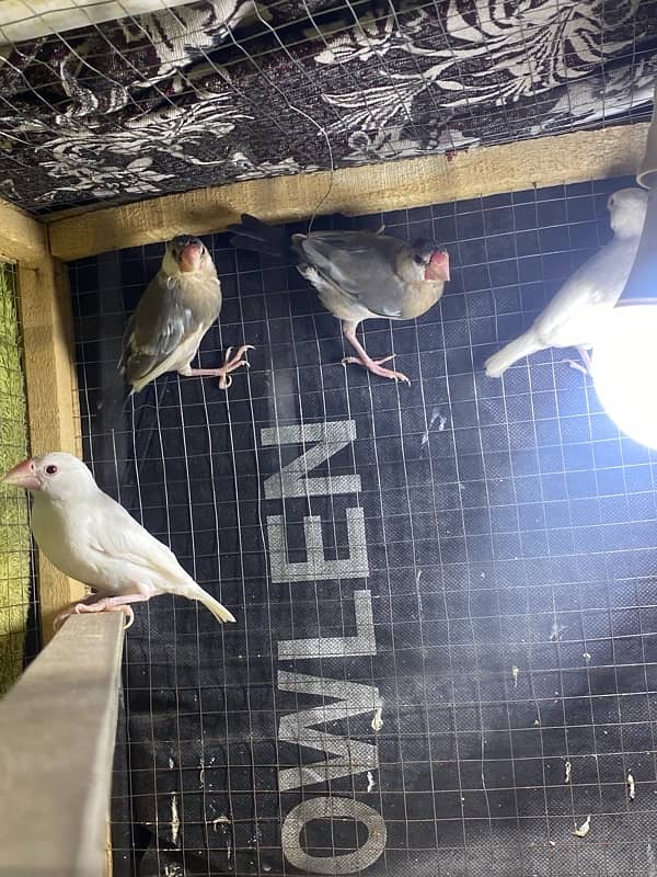 6 Java Finches For Sale 6