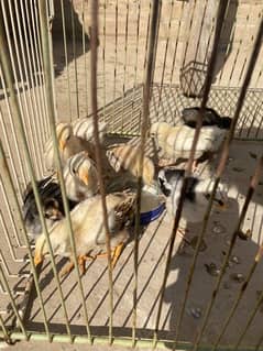 Aseel chicks for sale