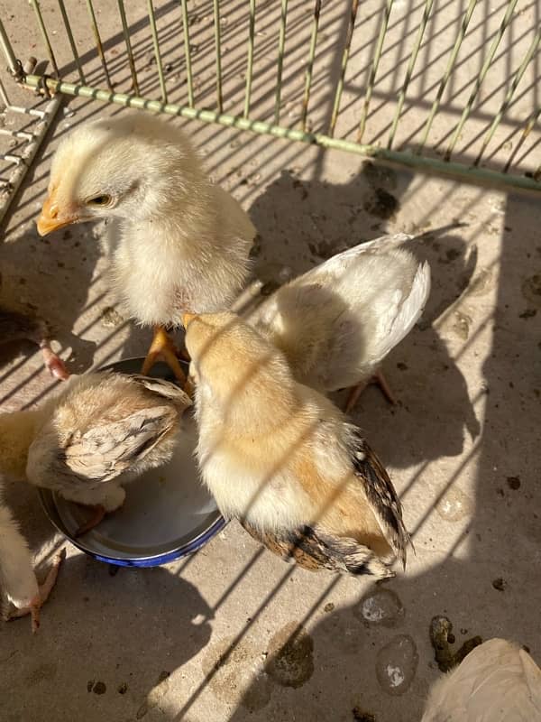 Aseel chicks for sale 1