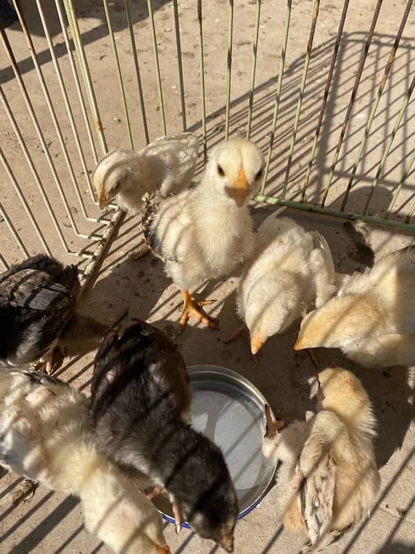 Aseel chicks for sale 2