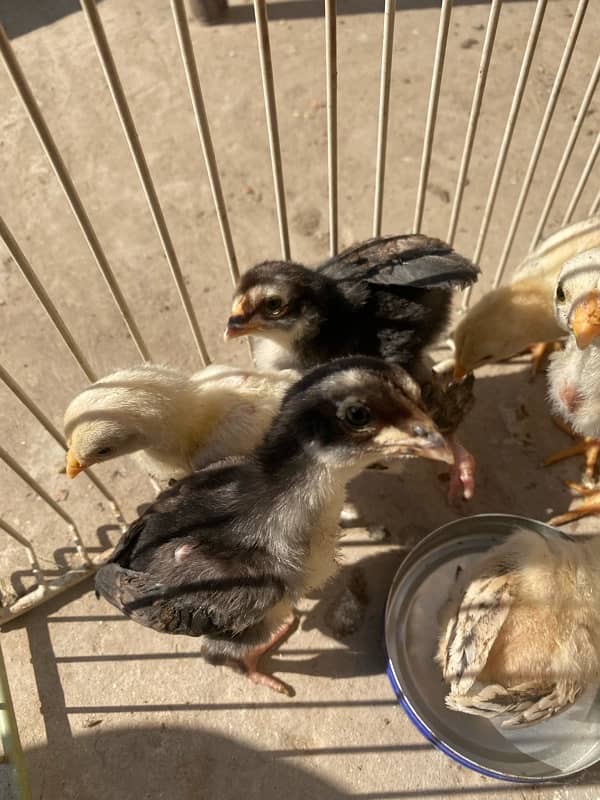 Aseel chicks for sale 3