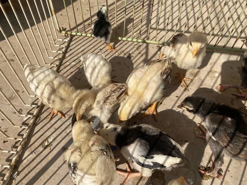 Aseel chicks for sale 6