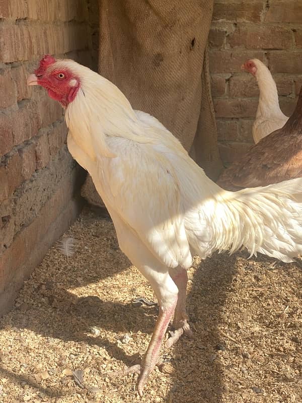 Aseel chicks for sale 9