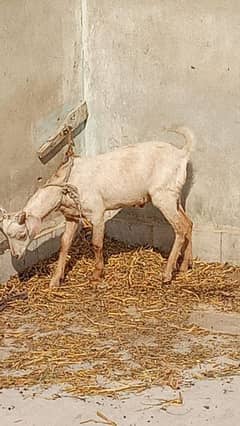 Bakra for sell