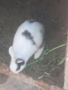 Rabbits for sale