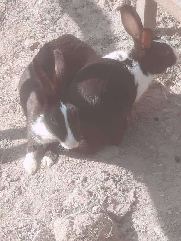 Rabbits for sale 1