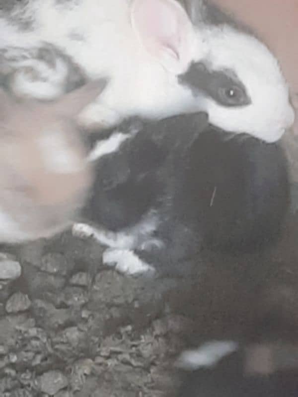 Rabbits for sale 2