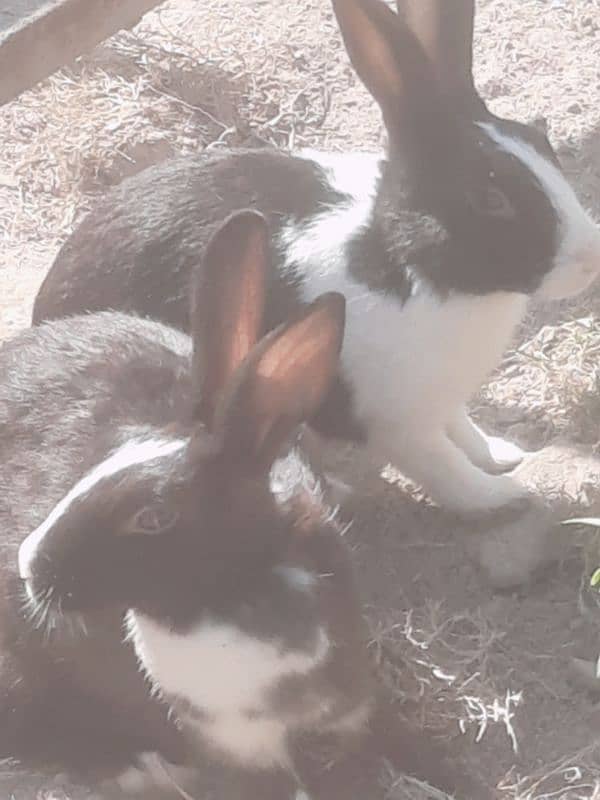 Rabbits for sale 3