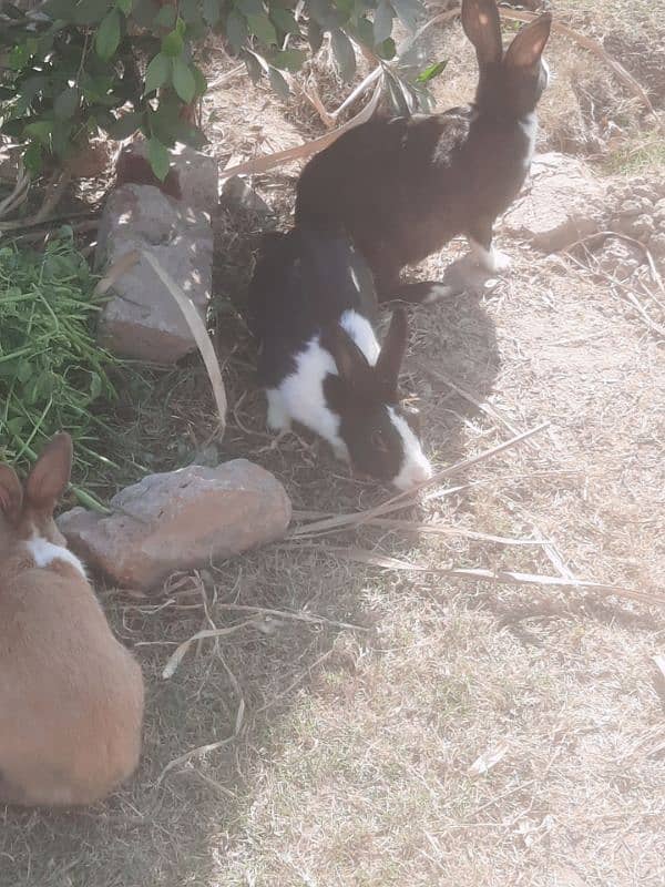 Rabbits for sale 4