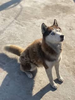 Husky