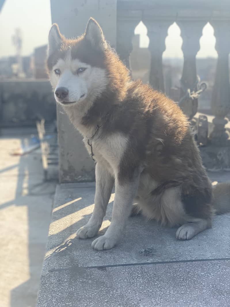 Husky dog | Siberian Husky | Husky  Female  | wolly  Dog For Sale 1