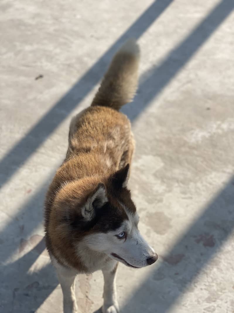 Husky dog | Siberian Husky | Husky  Female  | wolly  Dog For Sale 5