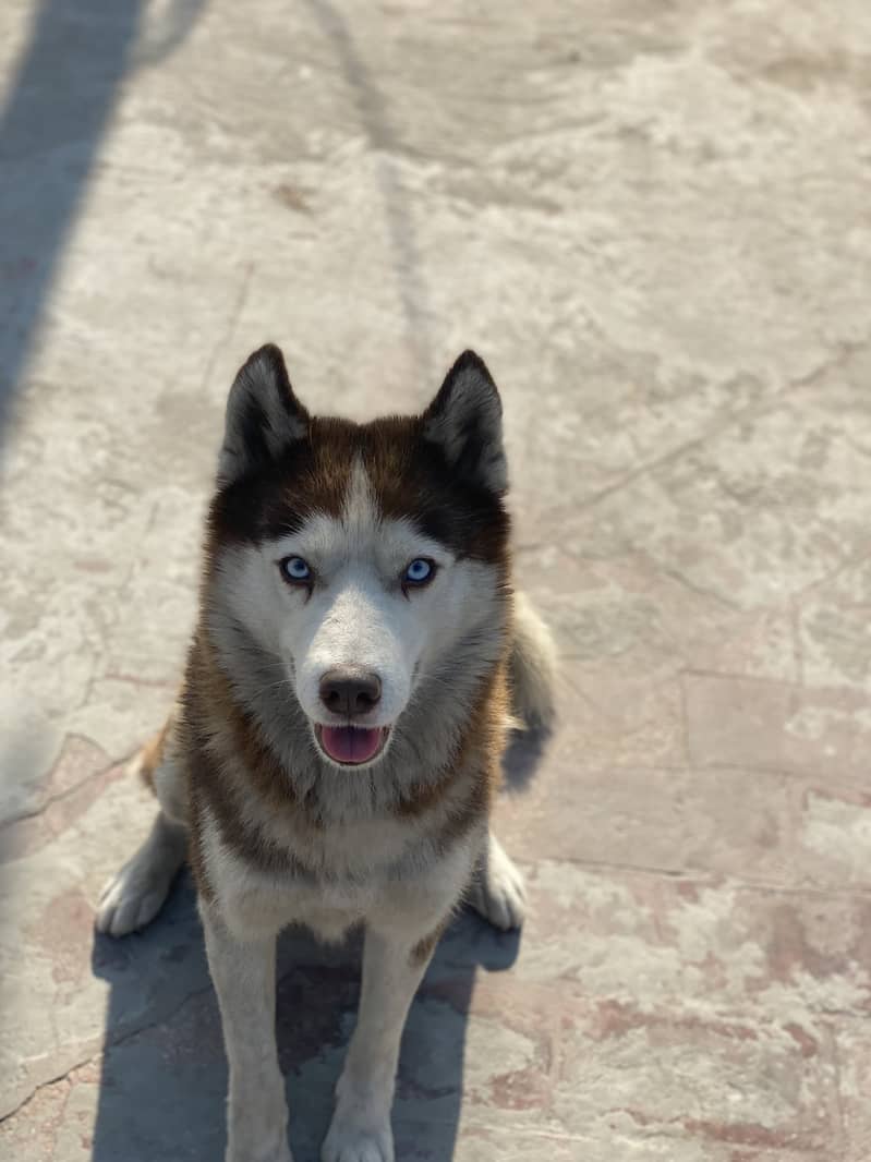 Husky dog | Siberian Husky | Husky  Female  | wolly  Dog For Sale 6