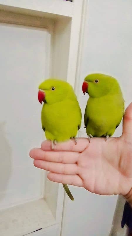 Green ringneck handtame parrots pair 0