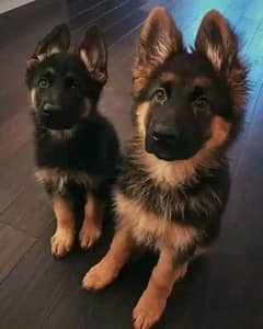 German shepherd puppies Double Coat My WhatsApp number 03001868066