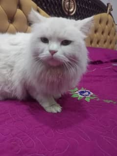 WHITE PERSIAN CAT