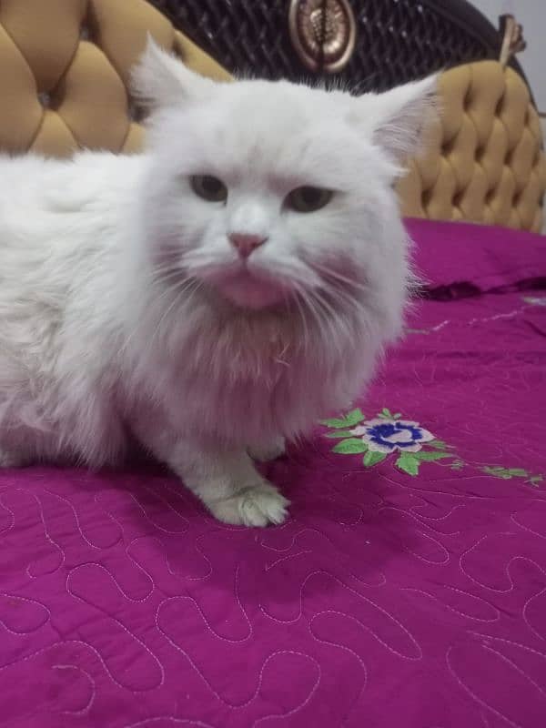 WHITE PERSIAN CAT 0